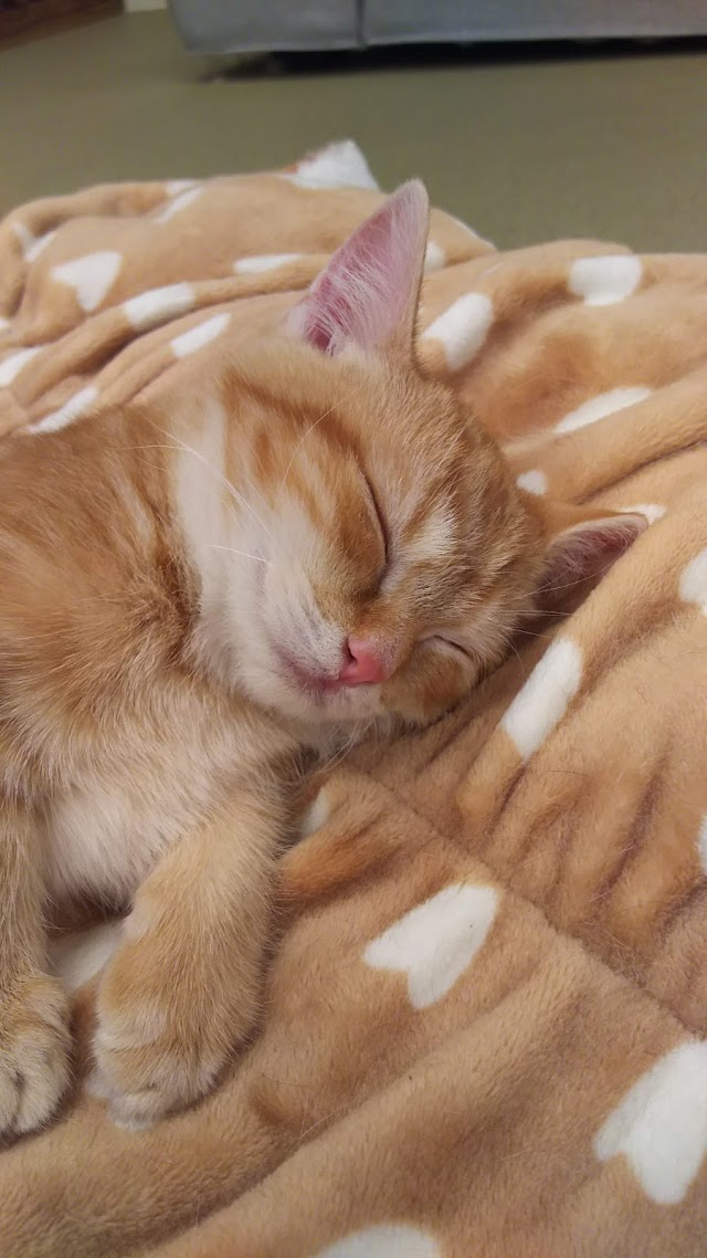 大阪梅田 猫カフェにあにゃあ Catcafe Nearnya