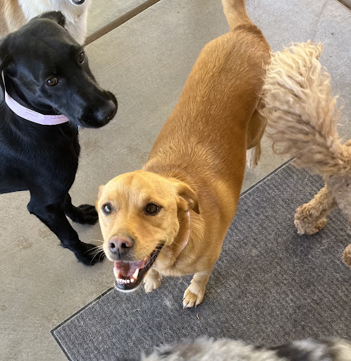 Animal Tender Pet Resort - Thumbnail