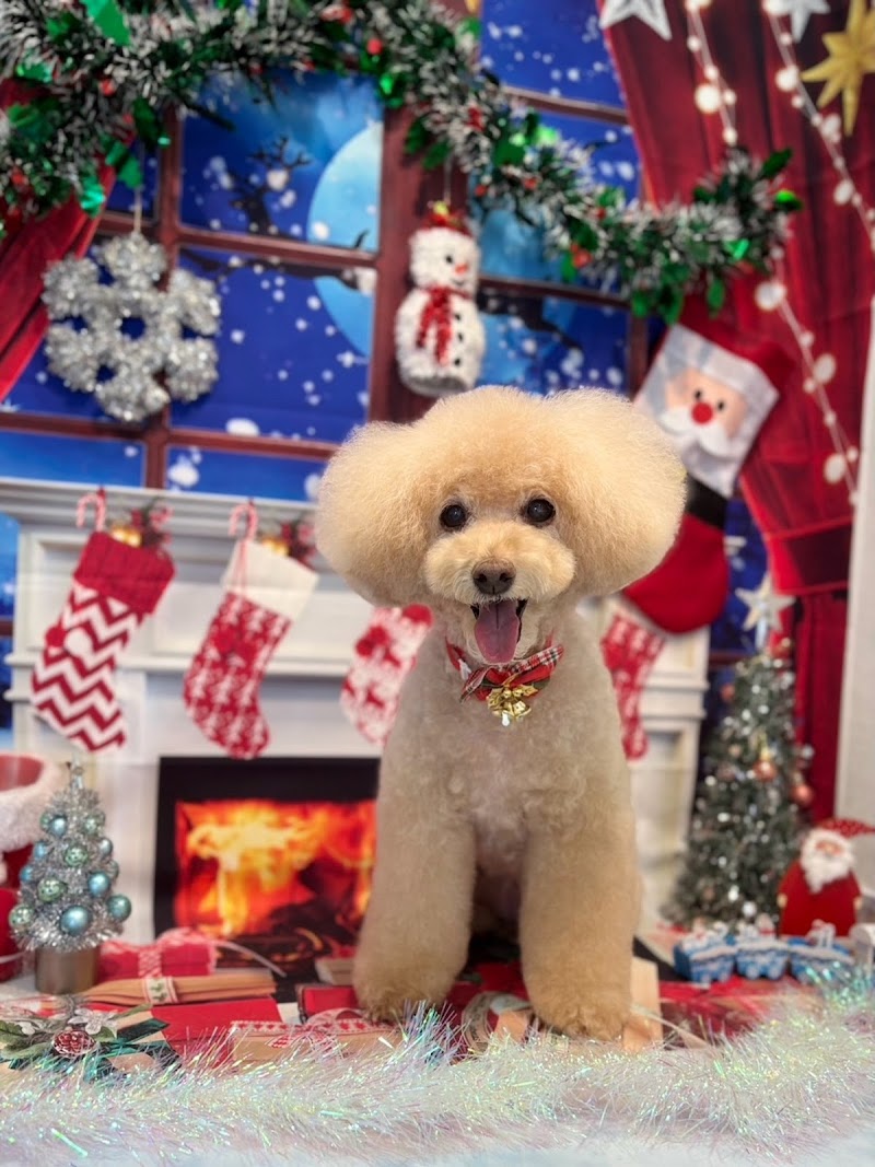 Lulu dog trimming 大船