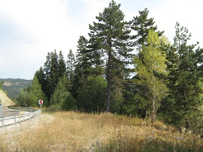 Kastamonu Urban Forest