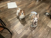 koguma.dog hotel &cafe