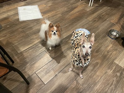 koguma.dog hotel &cafe