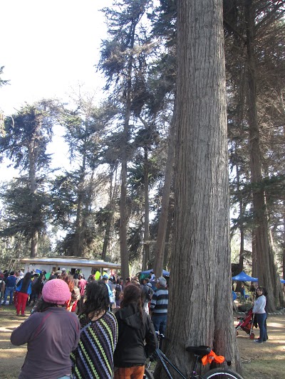 Photos of Cancha El Peral y Bosque de Alerces.