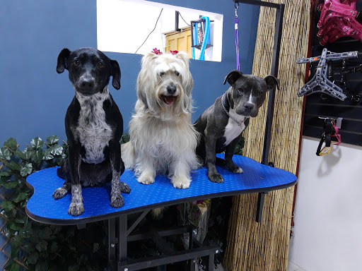 Pet Shop Dogs Gallery - Mexico