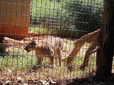 Eureka Springs Safari Park