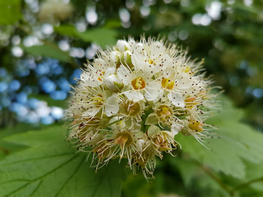 Coverdale Watson Park - Thumbnail