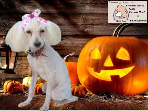 Veterinaria peek y miis PR