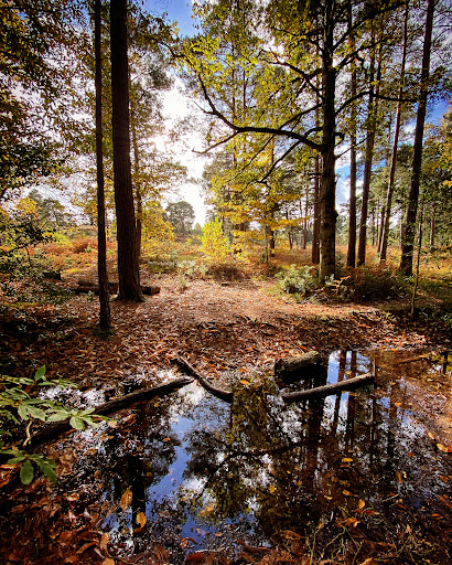 Mare Hill Common - Visual