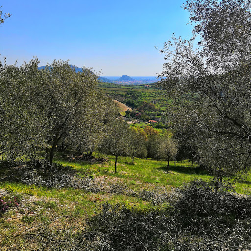 Verde Colli - Visual