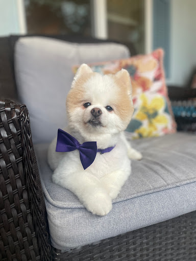Viva La Pooch - Thumbnail