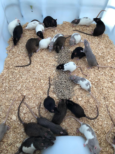 Hunter Valley Rodent Farm