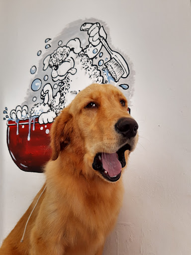 Chiguagua Veterinaria