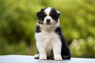 Photo n°4 de Élevage de la Vallée des Aussies à Lignol (Éleveur de chiens)