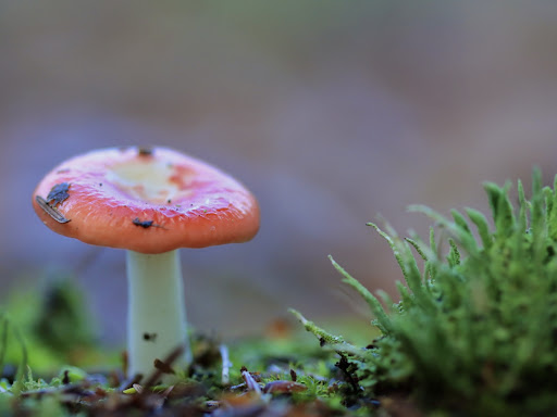 Vakantiepark De Maarnse Berg - Thumbnail