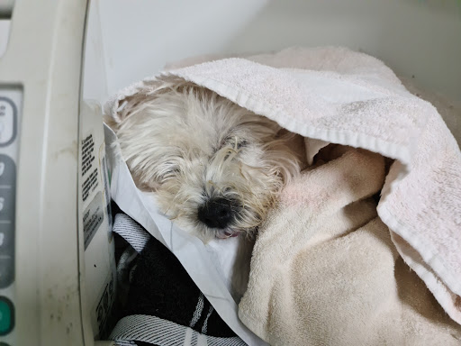 Clinica Veterinaria Dra. Ximena A. Hales V.