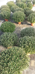 Photo n°15 de Les serres de Chloralou à Oraison (Fleuriste)