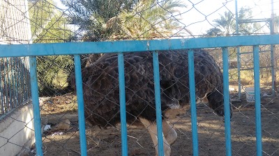 Photos of Zoo Biskra