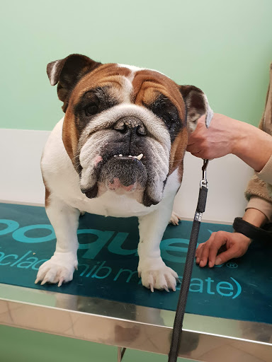 Ambulatorio Veterinario M. Benvenuti