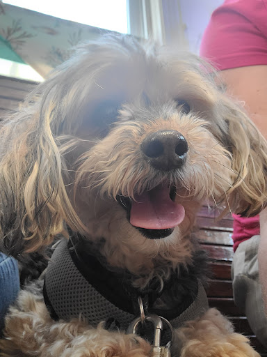 Salem Veterinary Services - Thumbnail