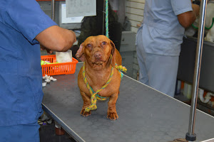 Clinica Veterinaria Pet Salud Cipreses 4