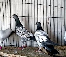 Birds Market lahore