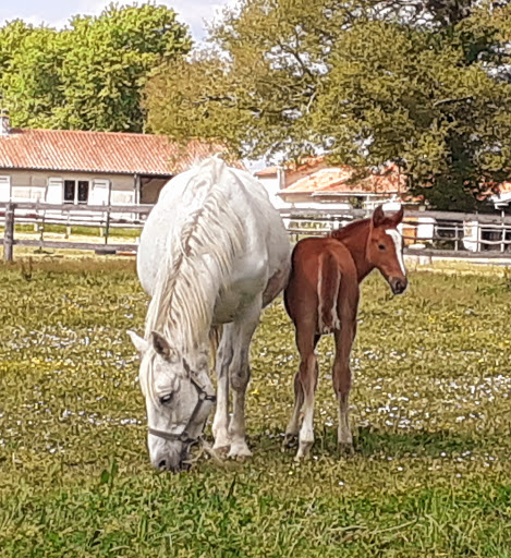Cabinet vétérinaire Equin - Haras de la Garde - Thumbnail