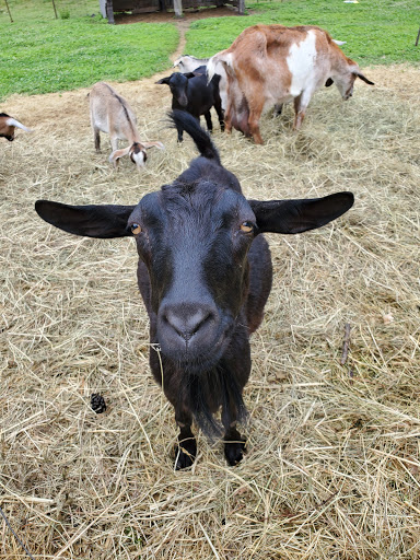 Hidden Hollow Farm - Thumbnail