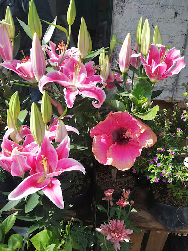 FLORentina (Vivero de plantas) - Thumbnail