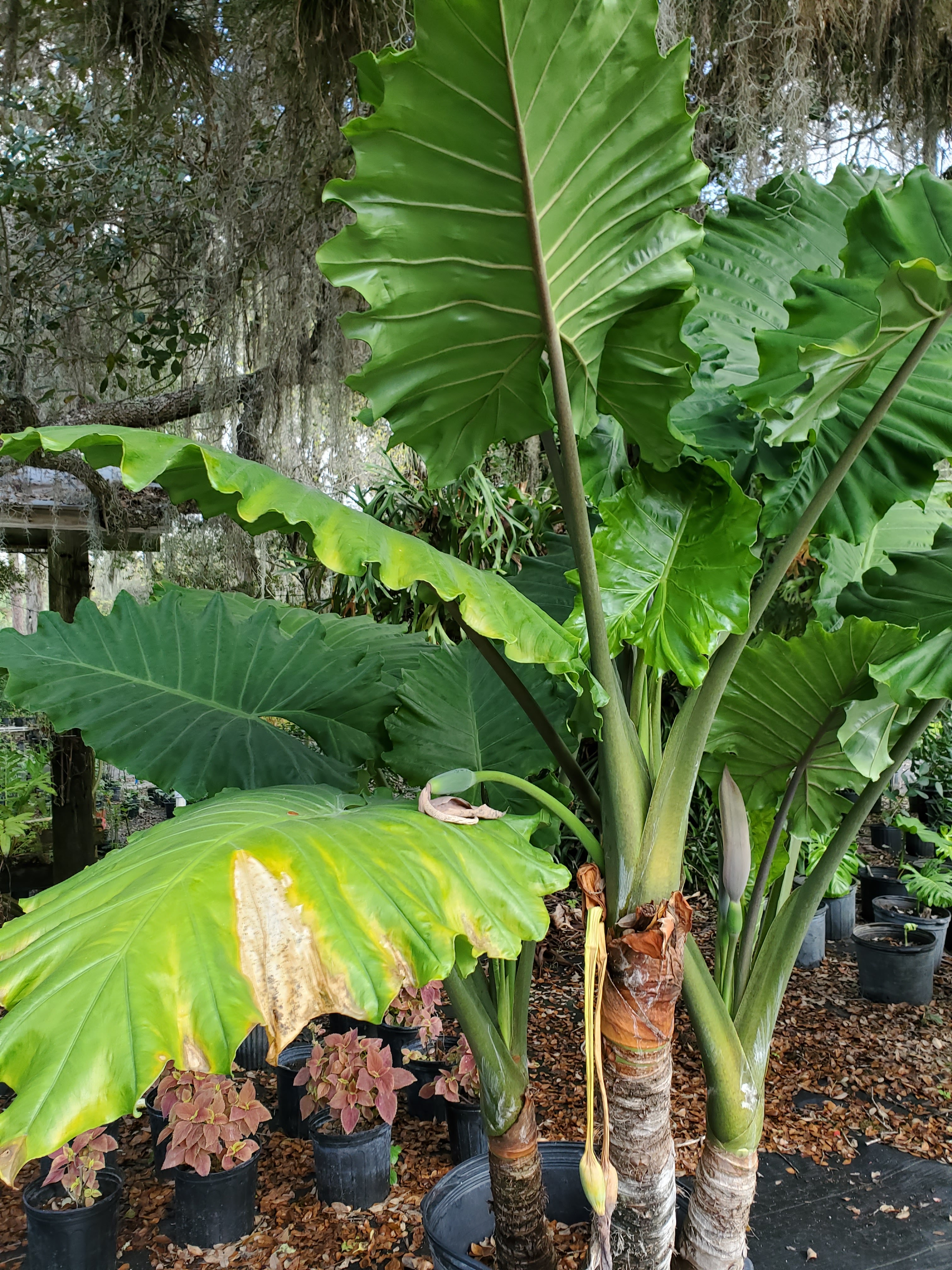Deep South Nurseries