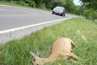 Bay Area Wildlife Solutions