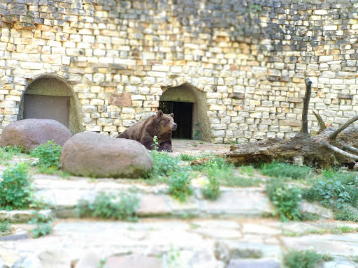 Braunbär (Ursus arctos) - Thumbnail