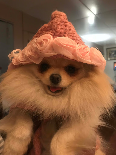 DMV Capitol Kennel