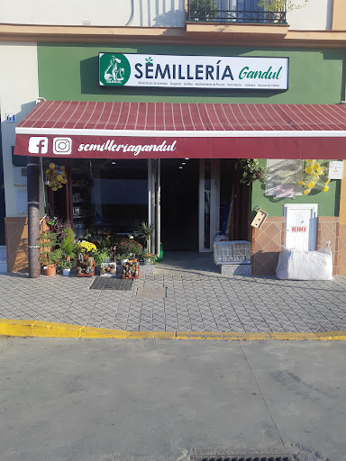 Semilleria Gandul
