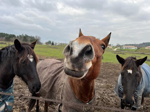Photo n°8 de Les Ecuries Du Sansoucy à Cercoux (Centre équestre)