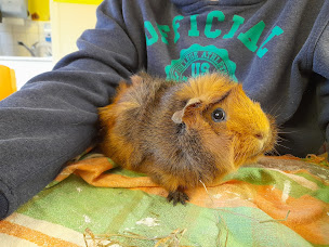 Photo n°8 de Ferme thérapeutique et pédagogique La Perle Noire à Fresnes (Centre équestre)