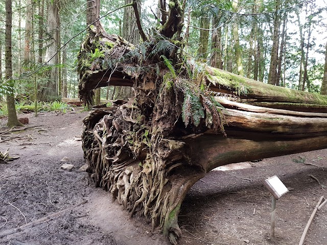 Cathedral Grove