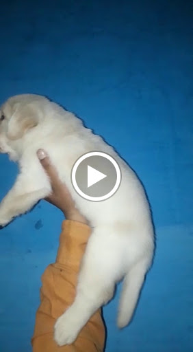 Labrador puppy available 🐕 post image