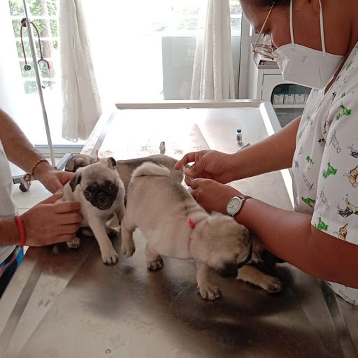 VETERINARIA LATIDO ANIMAL