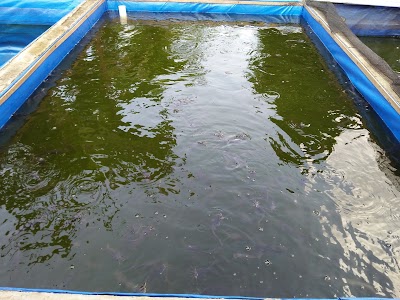 Photos of Meong Fish Farm