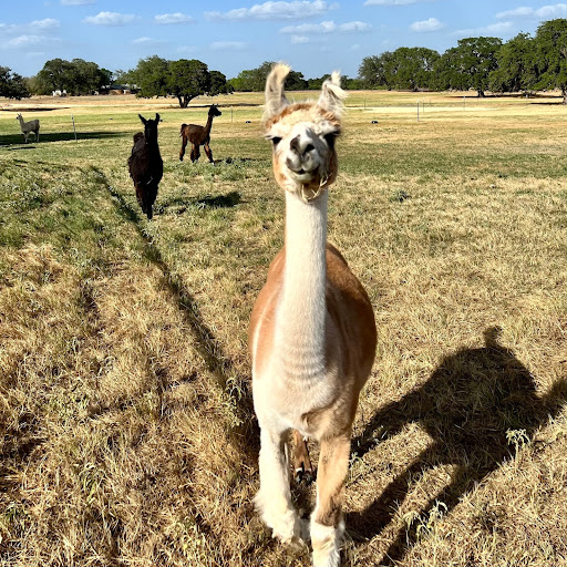 Rockberry Ranch - Visual