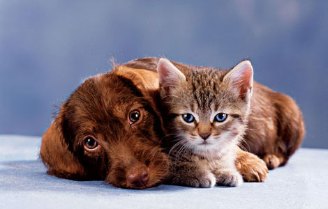 VCA Mueller Pet Medical Center - Thumbnail