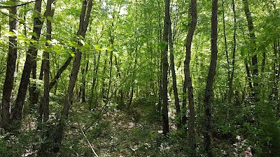 İğneada Floodplain Forests National Park