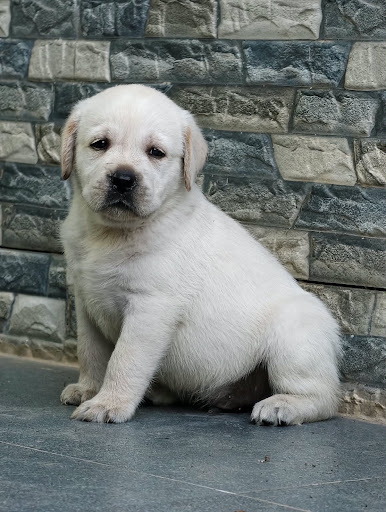 Labrador puppy available in  Mumbai dadar post image