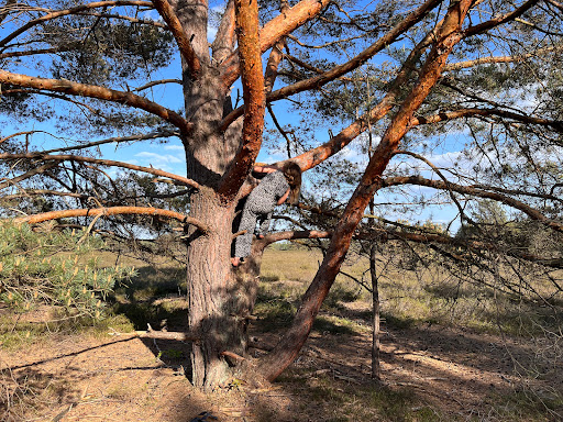 Parkplatz Nemitzer Heide - Thumbnail
