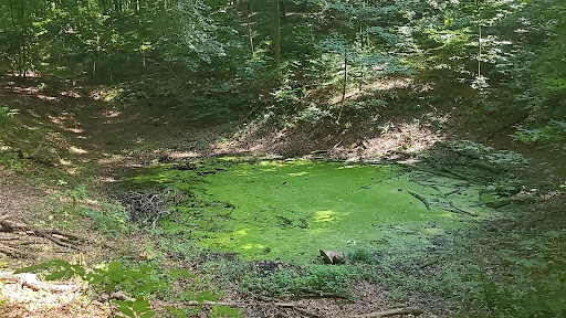 Waldteich Heinrich’s Ruh