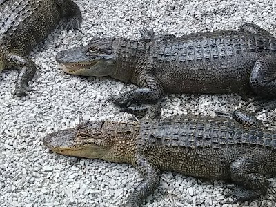 Arkansas Alligator Farm & Petting Zoo