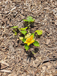 Photo n°8 de Jardins familiaux du Pastel à Puylaurens (Association bénévole)