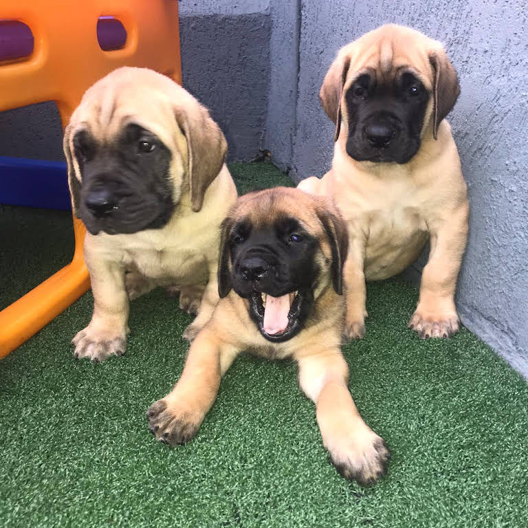 Canil Gigantes da Montanha - especializado na criação da raça Mastiff Inglês  - Mastiff Inglês - Joinville - Mastiff Inglês