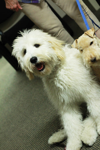Nature's Select of the Carolinas - Buypetfood.com - Thumbnail