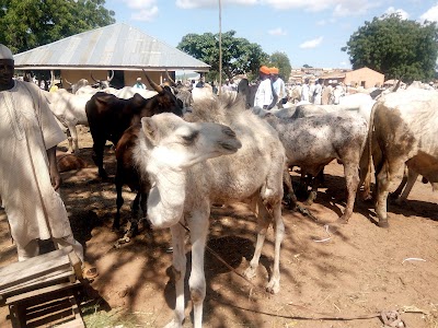 Photos of Ram, Sheep & Goat Market